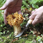 Opinel N°08 Mushroom - Mantar Toplama Bıçağı için detaylar